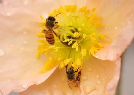 花粉季来临 防过敏装备又“升级”(图1)